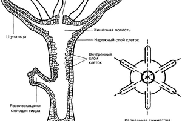 Клир ссылка на кракен 2025