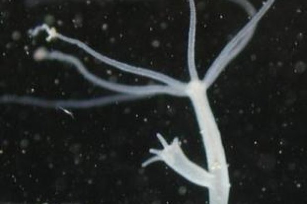 Kraken зеркала маркетплейс